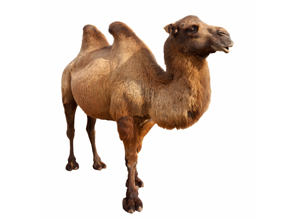 el camello