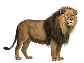 el león