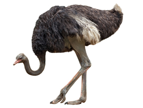 el avestruz