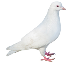 la paloma blanca