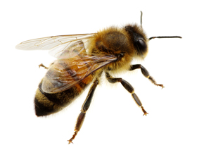 la abeja