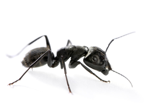 la hormiga