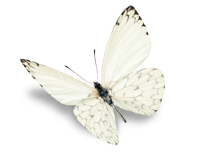 la mariposa blanca